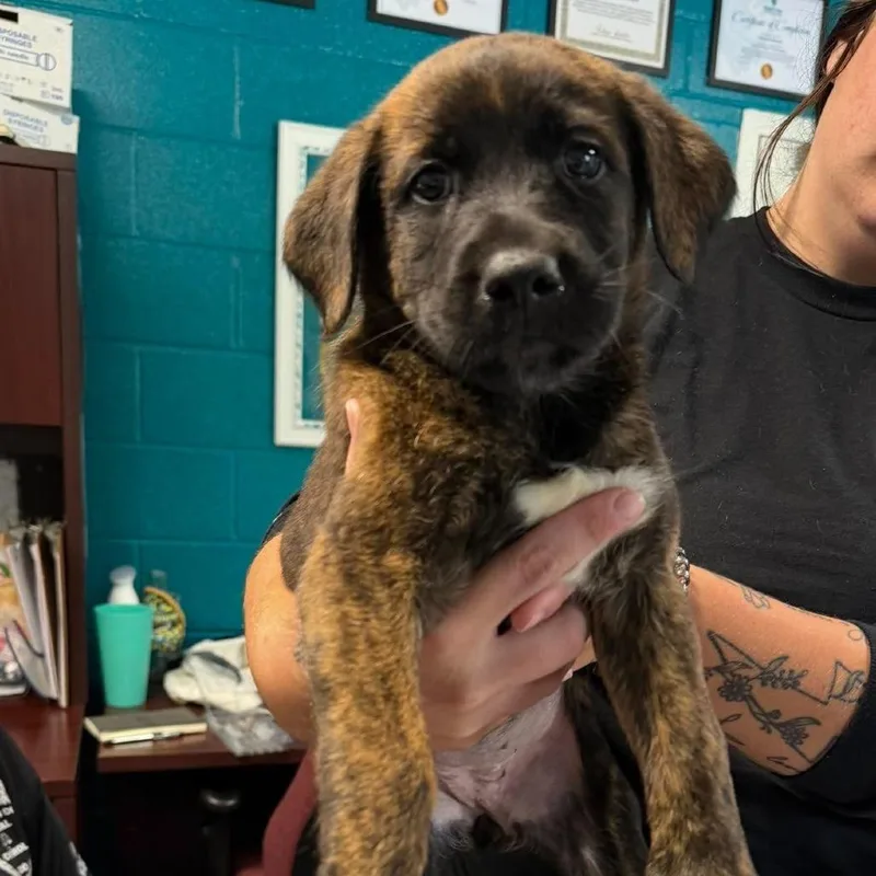 A baby small-sized female Brindle Labrador Retriever dog named Pumpkin Spice for adoption in Salem, WV