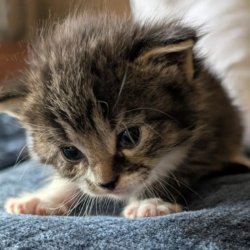 A baby small-sized female Brown / Chocolate Domestic Short Hair cat named Bellwether for adoption in Wadena, MN