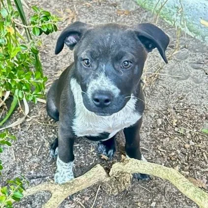 A baby small-sized male Black Mixed Breed dog named Quartz for adoption in Gainesville, FL
