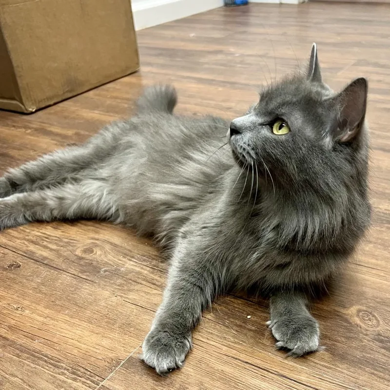 An adult medium-sized female Gray / Blue / Silver Domestic Long Hair cat named Snack Wrap for adoption in Mount Laurel, NJ