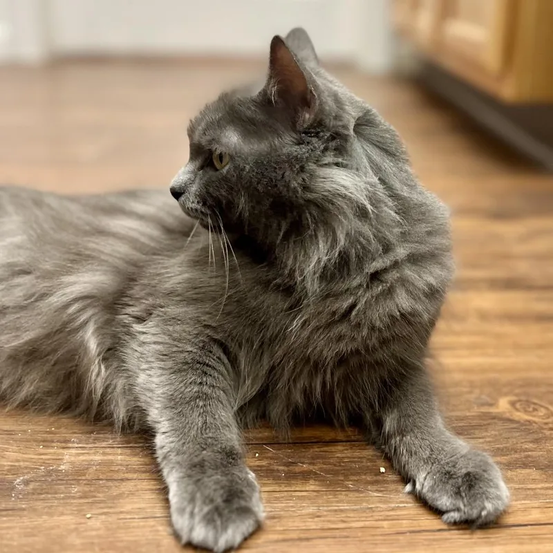 Snack Wrap thumbnail 3