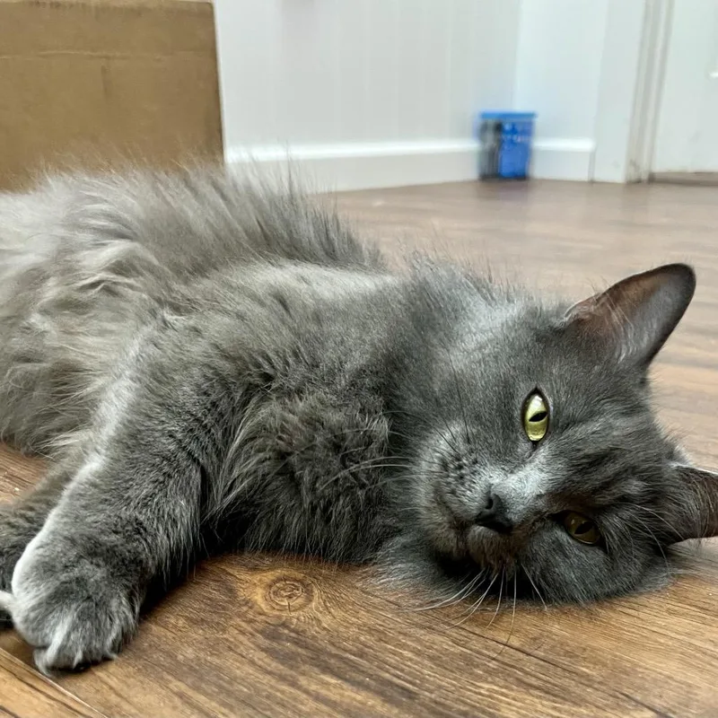 Snack Wrap thumbnail 4