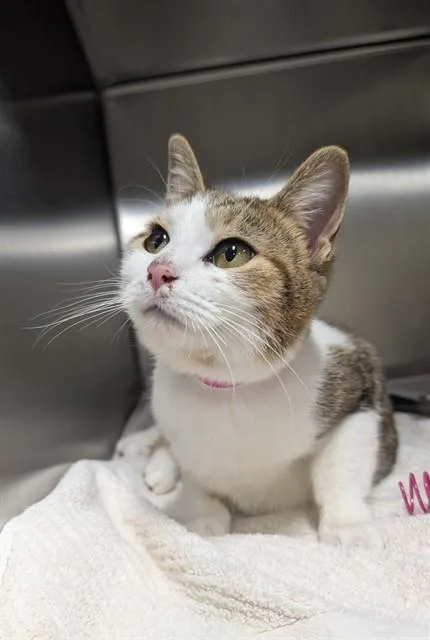 A young small-sized female Domestic Short Hair cat named Marianne for adoption in Upper Marlboro, MD