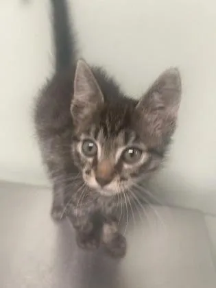 A baby medium-sized female Domestic Short Hair cat named Doodle for adoption in Picayune, MS