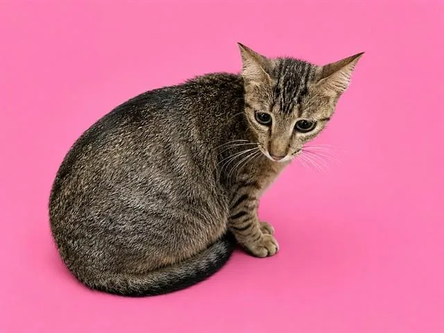 A young small-sized female Domestic Short Hair cat named Diana for adoption in Miami, FL