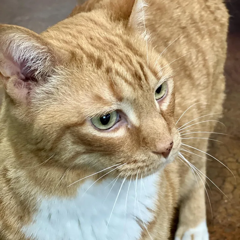 A senior large-sized male Orange / Red Domestic Short Hair cat named Charlie for adoption in Aldie, VA