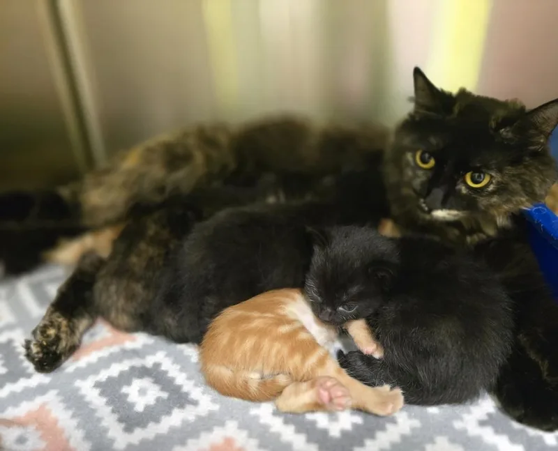 An adult large-sized female Domestic Short Hair cat named Tortellini for adoption in Dickson, TN