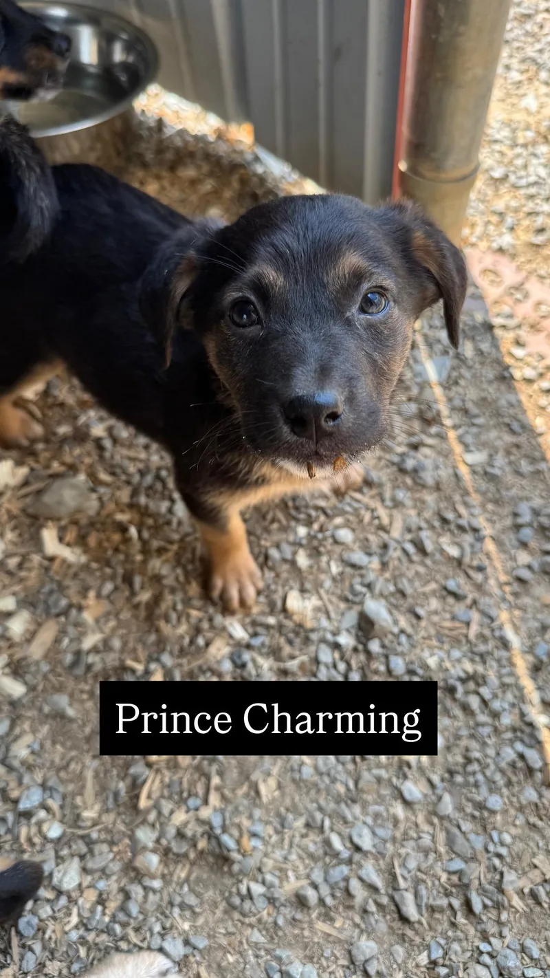 Prince Charming