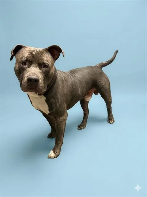 An adult large-sized male Mixed Breed dog named Hashbrown for adoption in Jacksonville, FL