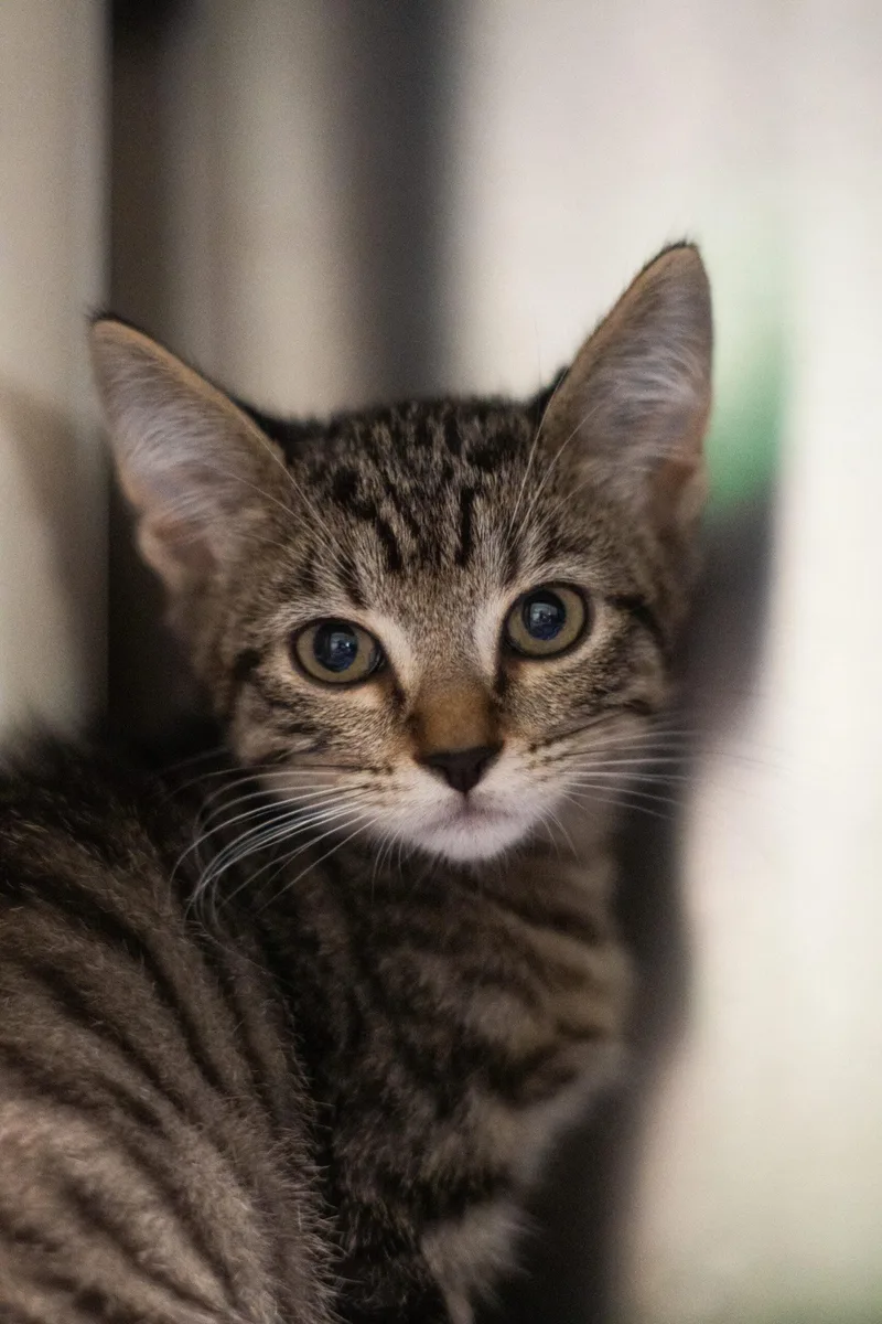 A baby small-sized male Domestic Short Hair cat named Doogie Meowzer & Dapper for adoption in Encinitas, CA