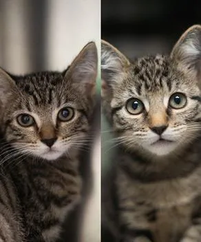 Doogie Meowzer & Dapper thumbnail 2