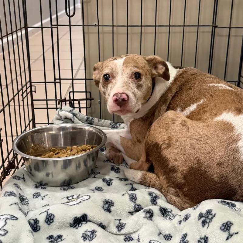 An adult medium-sized female Catahoula Leopard Dog dog named Bailey for adoption in Starkville, MS