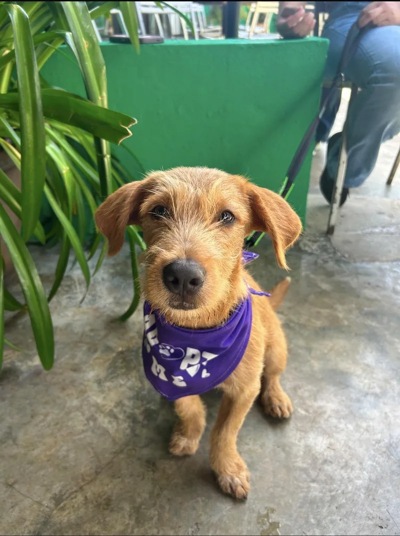 A young medium-sized male Mixed Breed dog named Diego for adoption in Loiza, PR