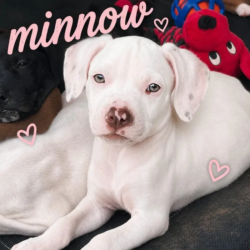 A baby medium-sized female American Bulldog dog named Minnow “Minni” for adoption in Gillsville, GA