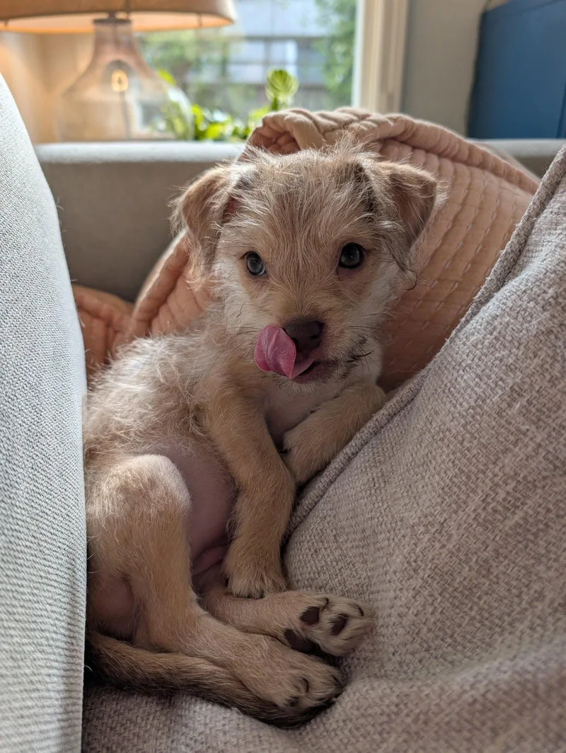 Peach