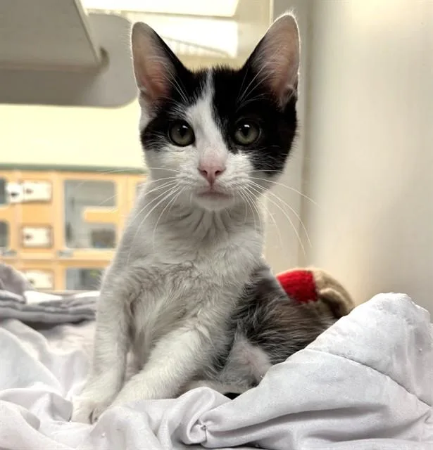 A baby small-sized female Domestic Short Hair cat named Karen for adoption in Riverside, CA