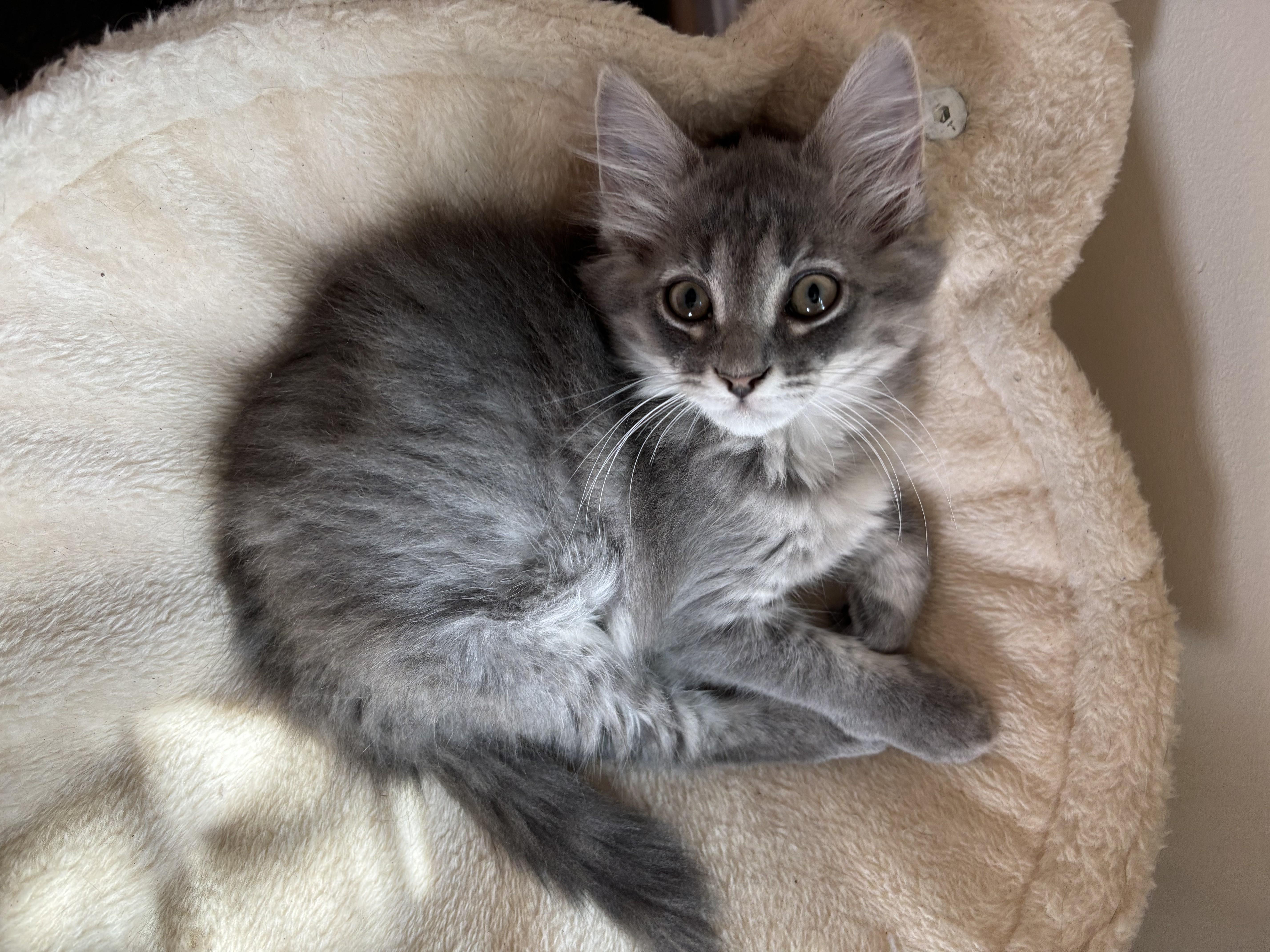 A baby medium-sized female Tabby (Gray / Blue / Silver) Tabby cat named Ice & SkyBrother & for adoption in Laurel, MD