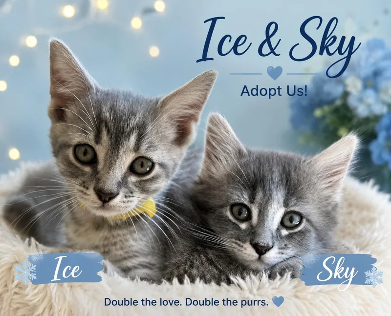 Ice & SkyBrother & thumbnail 2