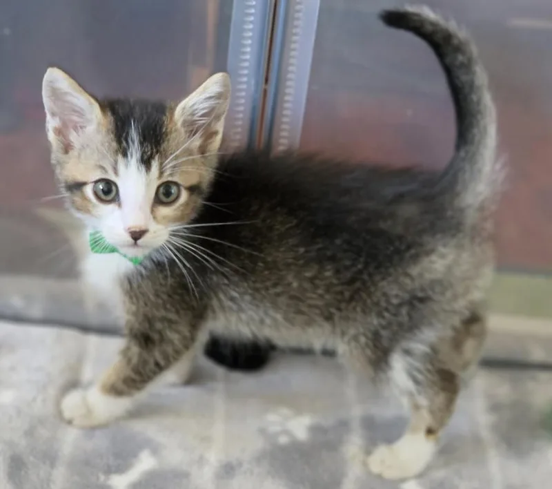 A baby small-sized male Domestic Short Hair cat named Leo for adoption in Van Nuys, CA