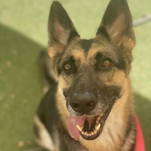 An adult large-sized female Bicolor German Shepherd Dog named Luna for adoption in Raleigh, NC