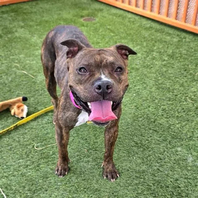 A young large-sized female Pit Bull Terrier dog named Buttercup for adoption in Las Vegas, NV