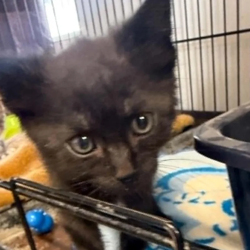 A baby small-sized male Black Domestic Short Hair cat named Ascent for adoption in Stephenville, TX