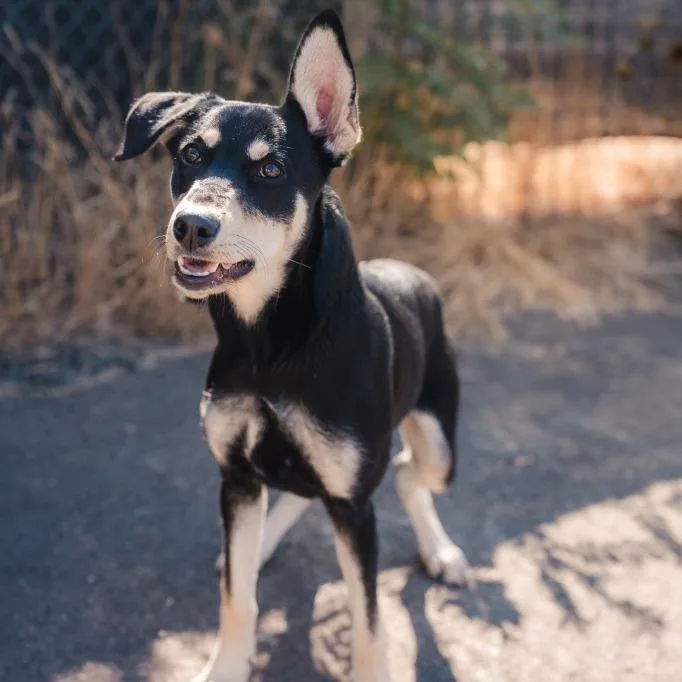 A young medium-sized female German Shepherd Dog dog named Tatiana for adoption in Newberg, OR