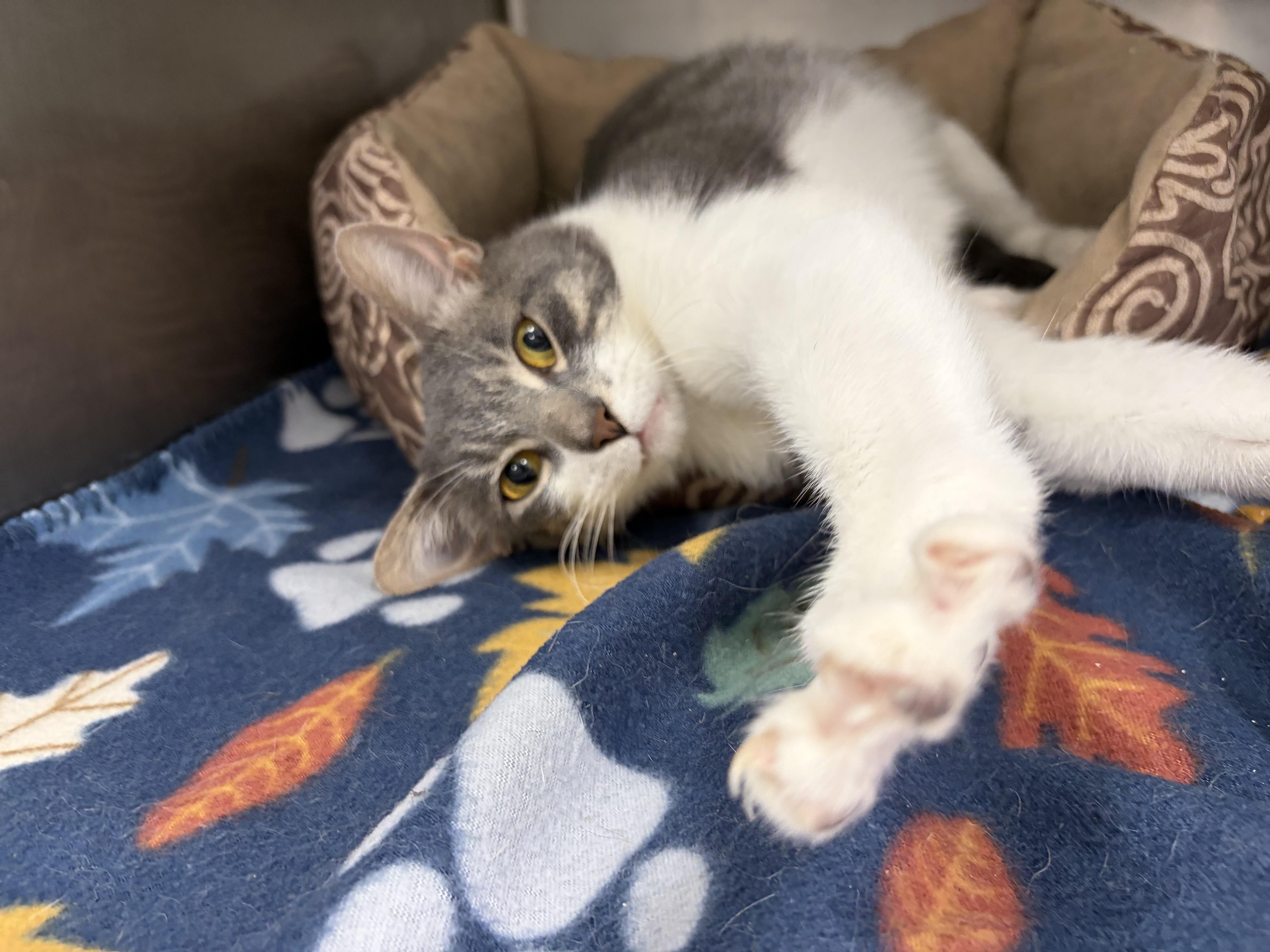 An adult medium-sized female Gray / Blue / Silver Domestic Short Hair cat named Rosette for adoption in Frankfort, IN