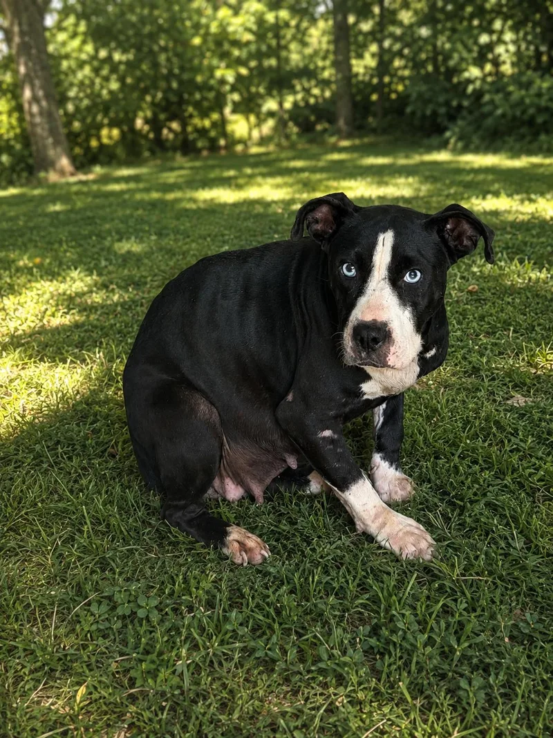 An adult medium-sized female Mixed Breed dog named Lou for adoption in Elizabethtown, NC