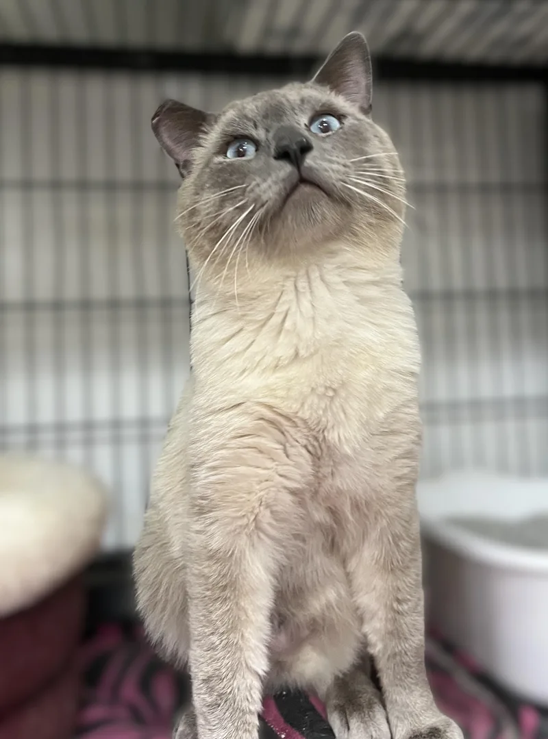 Samson