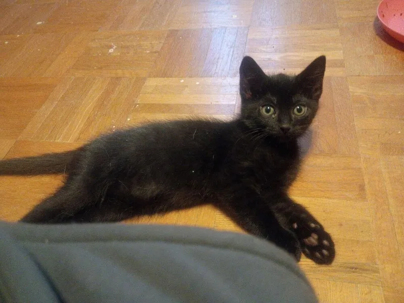 A baby small-sized male Black Domestic Short Hair cat named Dante for adoption in Hudson, NH