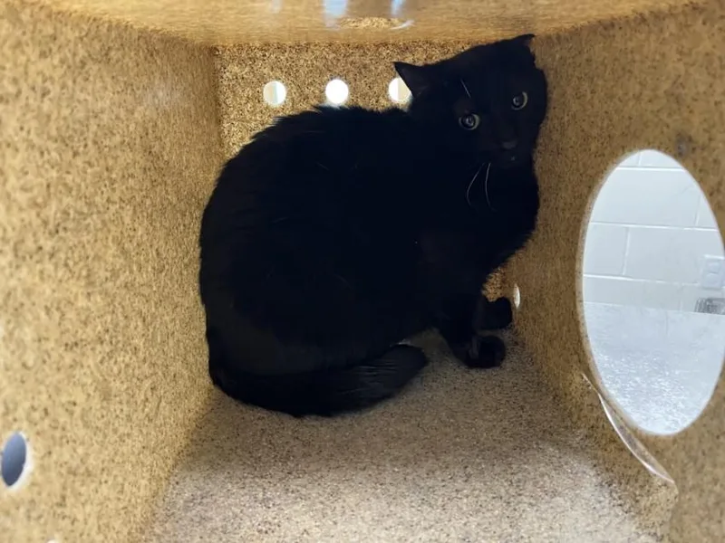 An adult small-sized female Domestic Short Hair cat named Cherry for adoption in Loveland, CO