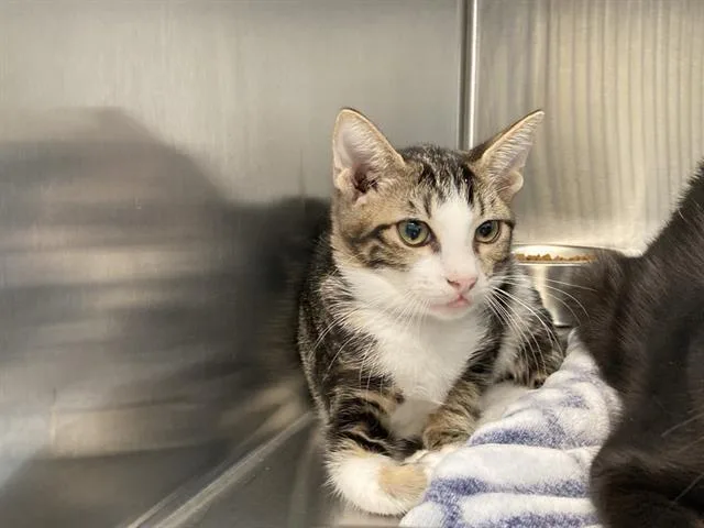 A baby small-sized male Domestic Short Hair cat named Cabbage for adoption in Tustin, CA
