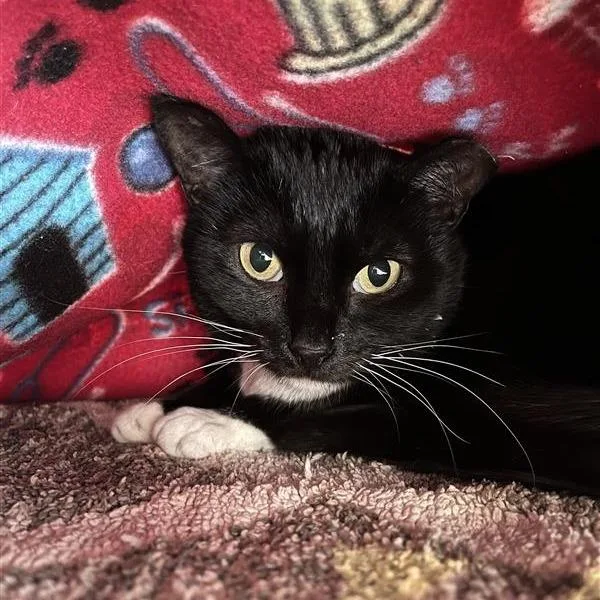 An adult medium-sized female Domestic Short Hair cat named Selune for adoption in Los Angeles, CA