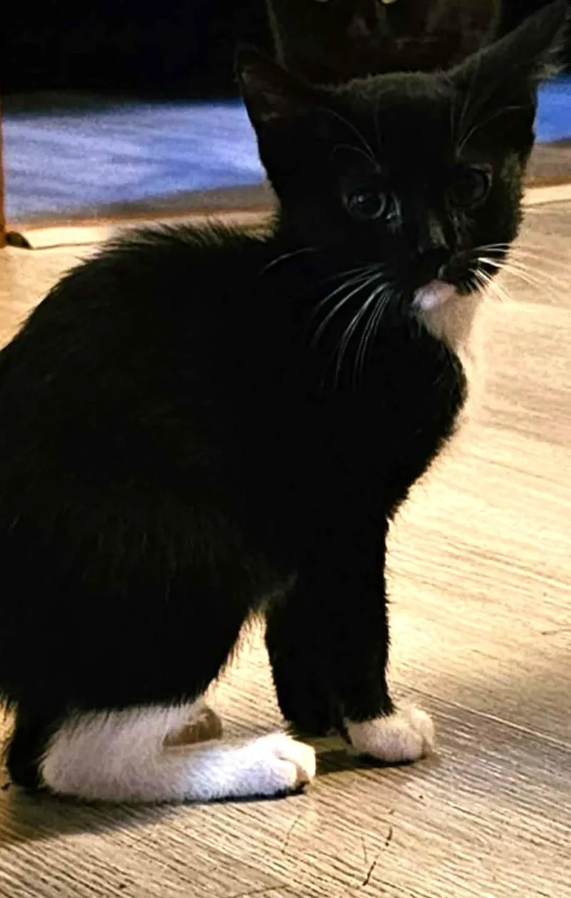 A baby medium-sized male Domestic Short Hair cat named Jack and Jill for adoption in Johnston, RI
