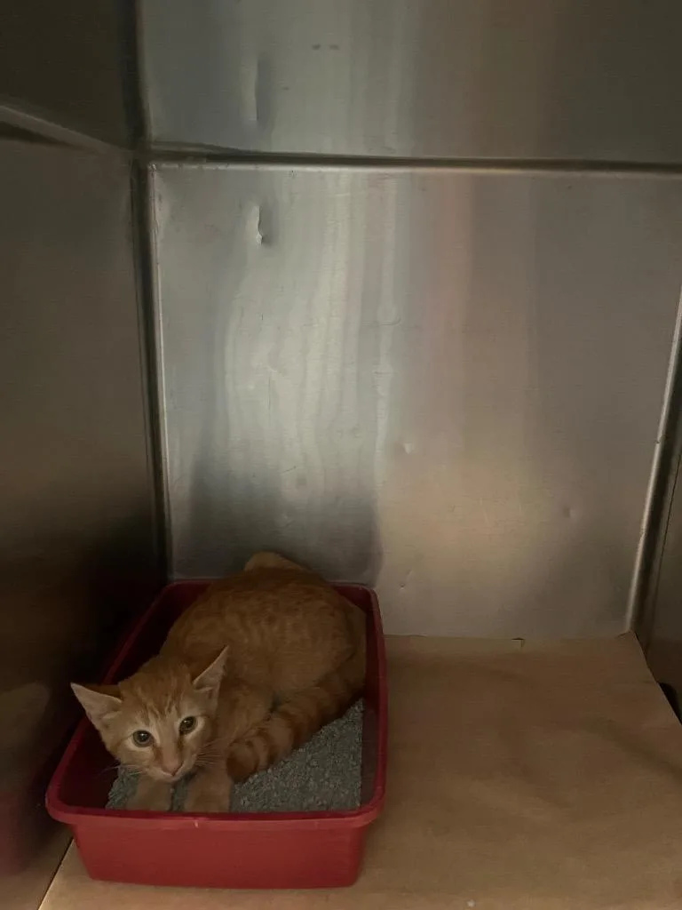 A baby large-sized male Domestic Short Hair cat named Coke for adoption in Cartersville , GA