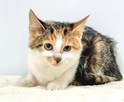 A young medium-sized female Domestic Short Hair cat named Anniston for adoption in Winton, NC