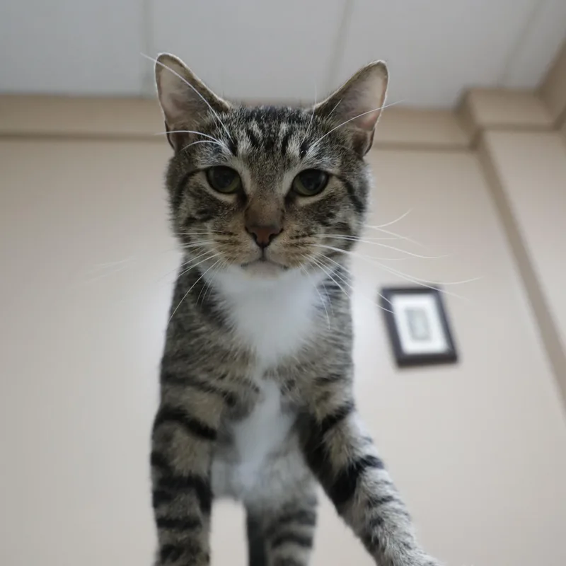 A baby medium-sized male Tabby (Gray / Blue / Silver) Domestic Short Hair cat named Rocky for adoption in Rock Falls, IL