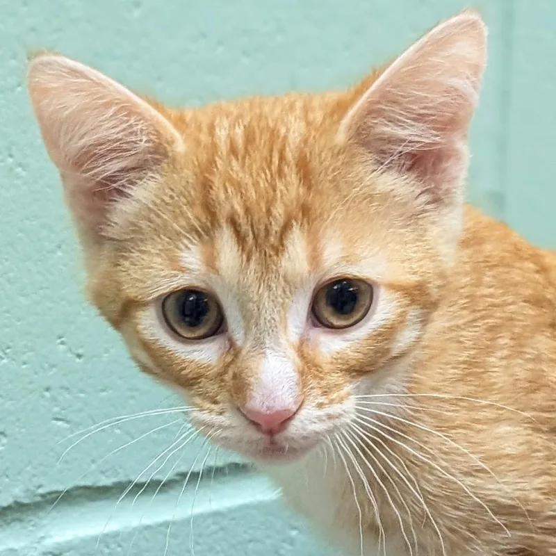 A baby medium-sized male Tabby (Orange / Red) Domestic Short Hair cat named Simon Reduced Fee for adoption in Jefferson, WI