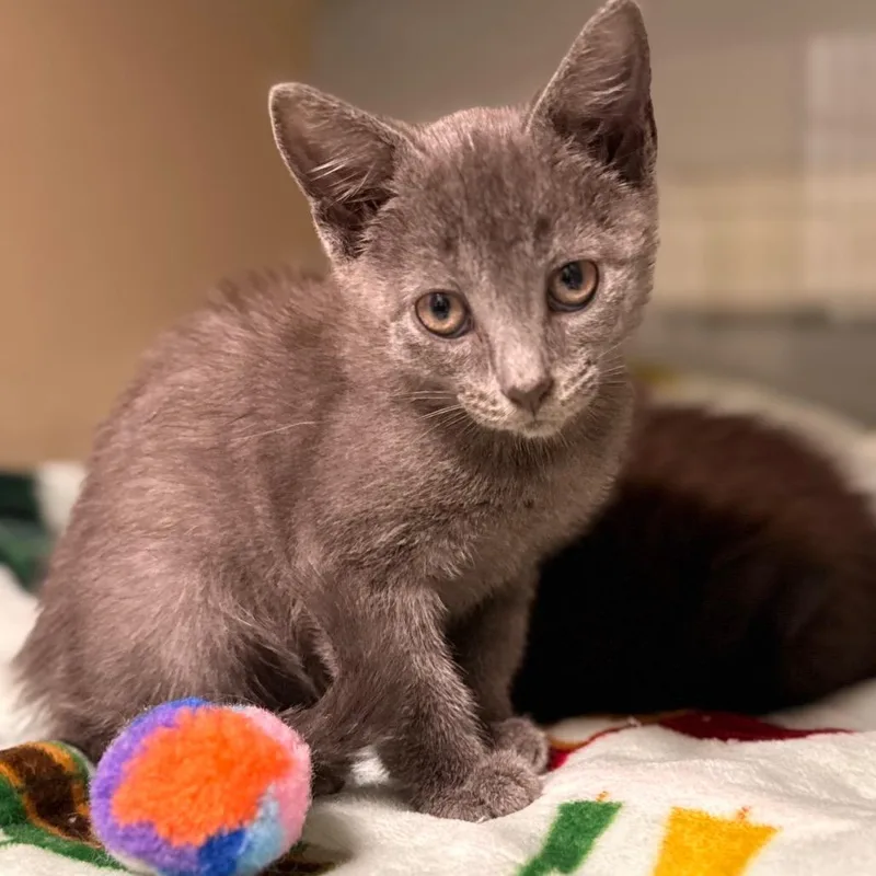 A baby small-sized female Domestic Short Hair cat named Serah for adoption in Cumming, GA