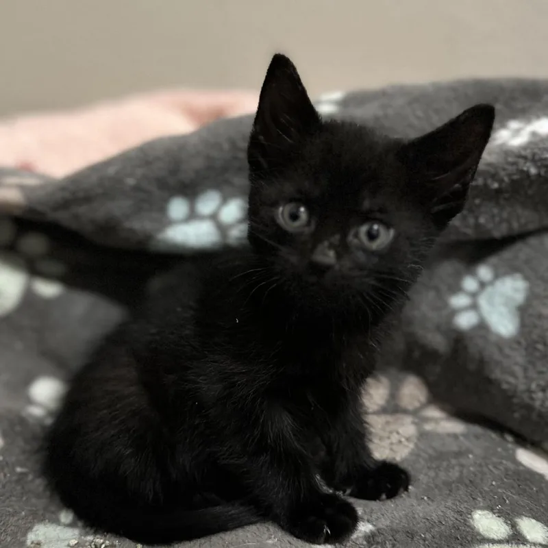 A baby small-sized male Black Domestic Short Hair cat named Spiderboy for adoption in Washington Township, OH