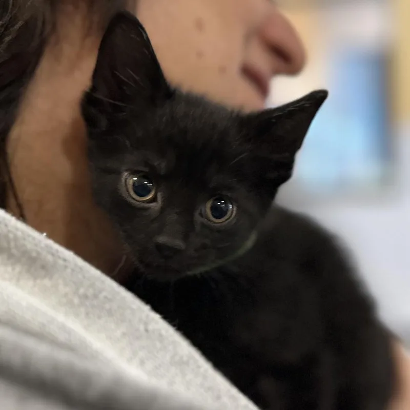 Spiderboy thumbnail 2