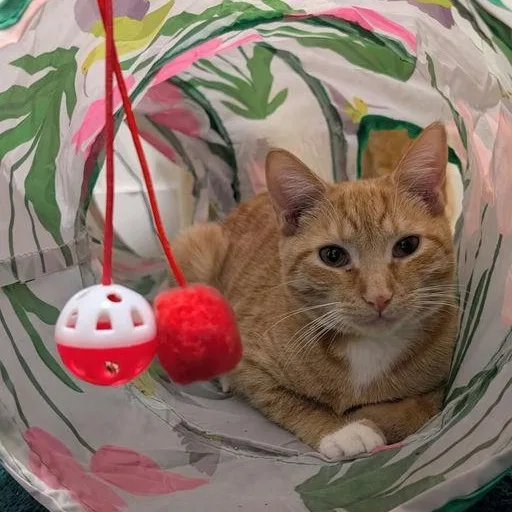 Buttercup thumbnail 4