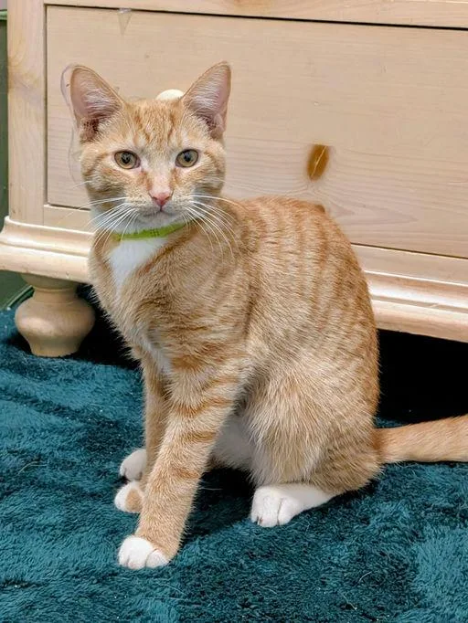 Buttercup thumbnail 5