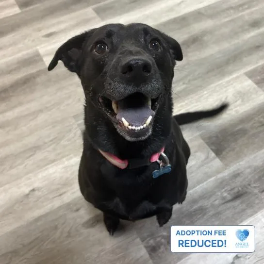 An adult medium-sized female Labrador Retriever dog named Stormy for adoption in Naperville, IL