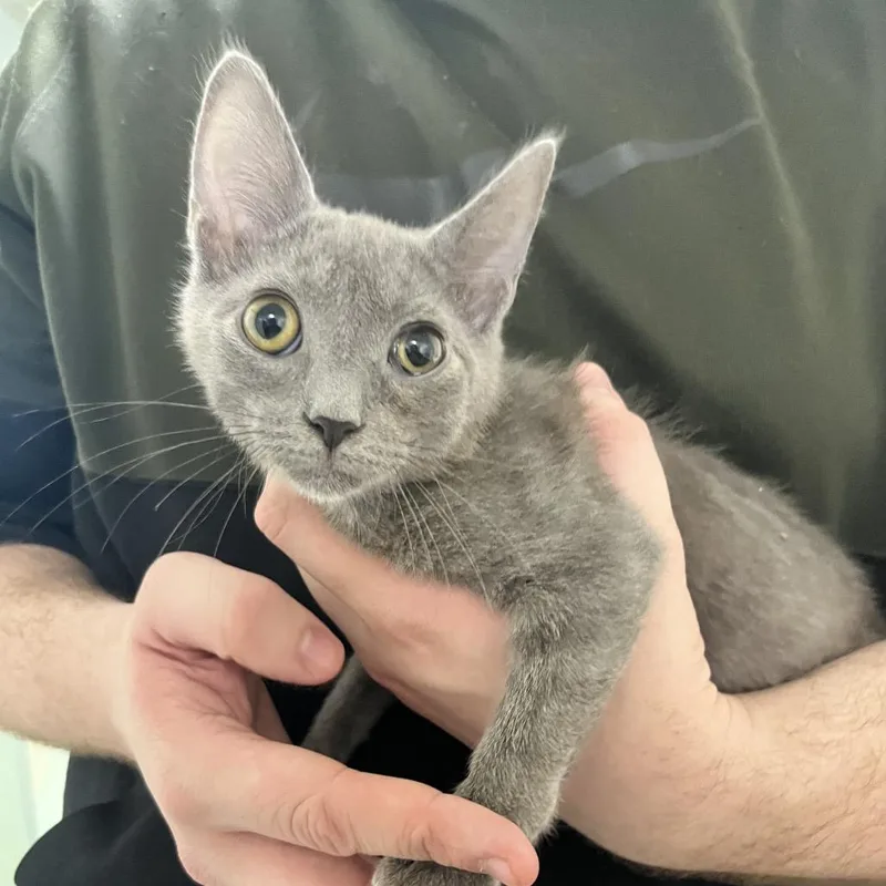 A baby small-sized male Gray / Blue / Silver American Shorthair cat named Gray for adoption in Melrose, FL