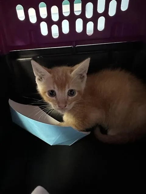 A baby small-sized male Domestic Short Hair cat named Gooey for adoption in Bakersfield, CA