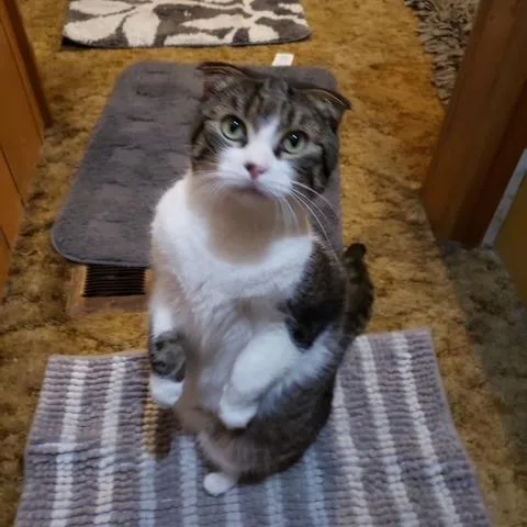 A senior small-sized female Gray / Blue / Silver Scottish Fold cat named Mimi for adoption in Midland, TX