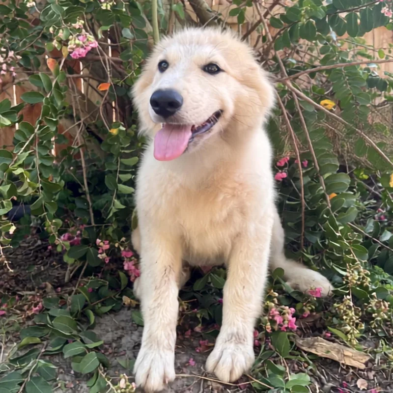 A baby large-sized male White / Cream Great Pyrenees dog named Tapas for adoption in Spring, TX
