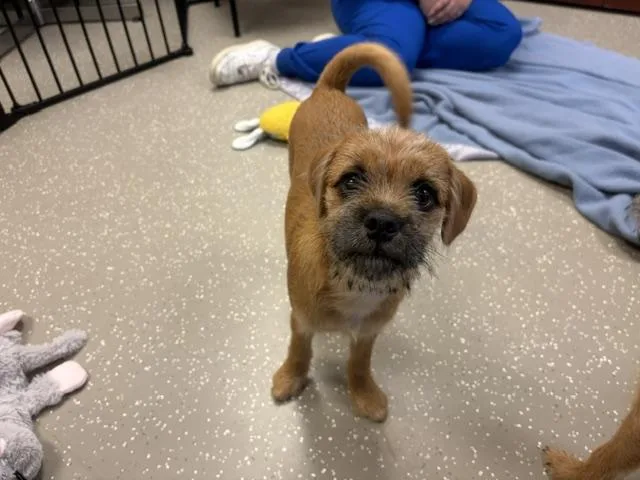 A baby small-sized male Cairn Terrier dog named Hush Puppy for adoption in Fort Wayne, IN